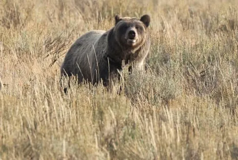Hiker Attacked by Bear in Wilderness Area Flown to Trauma Center