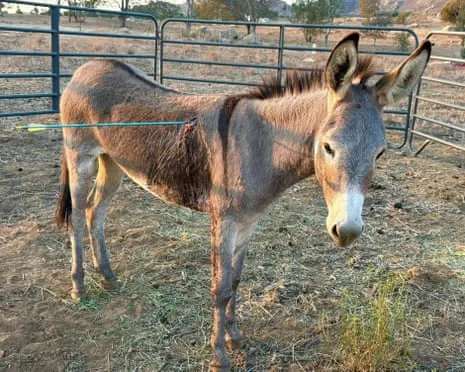 Burro Healing Following Latest Bow Assault on Wild Burros in California