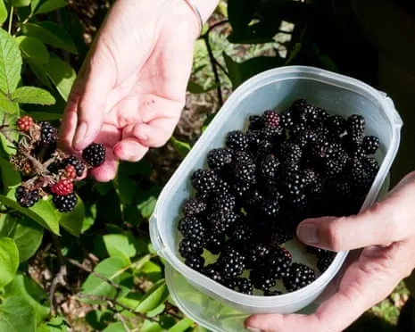 In Search Of: Scrumptious Bakes to Put to Good Use a Glut of Homemade Jam