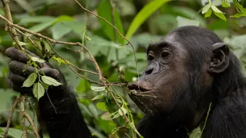 Apes Consuming an Amount Equal of an Alcoholic Beverage Per Day from Fermented Produce, Research Reveals