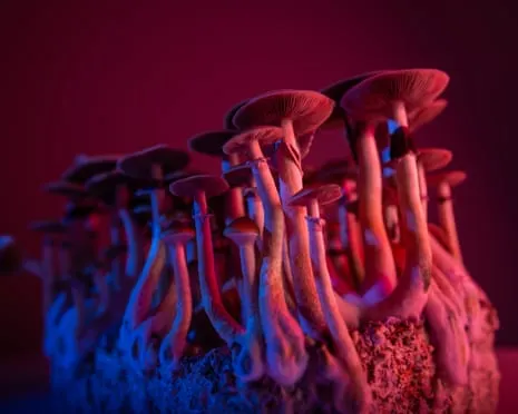 About Psychedelics by Justin Smith-Ruiu: A Philosophical Guide into Consciousness Expanders