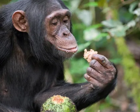 Apes Drink Everyday Ethanol Equivalent to a Lager from Fermented Fruit