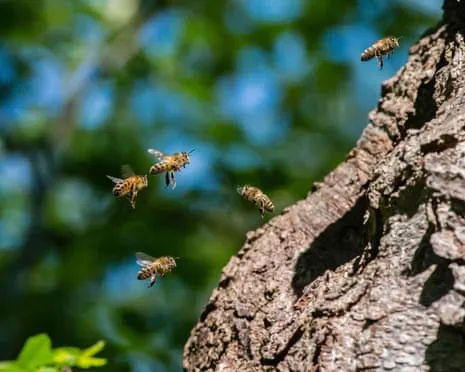Why Saving Honeybees Might Harm Wild Pollinators