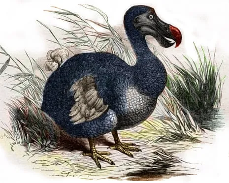 Researchers State They Have Achieved a ‘Pivotal Step’ in Reviving the Dodo for the First Time in Three Centuries